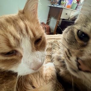 Meet your Posher, Amarelis